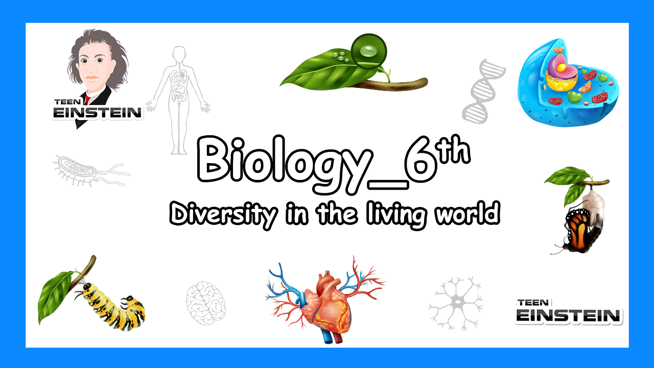 Diversity in the living world Grouping of plants based on characters